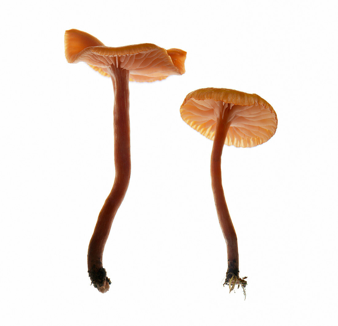 Gymnopilus sapineus mushrooms