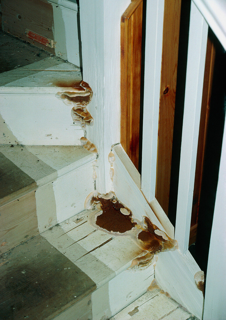 Dry rot affecting wooden staircase