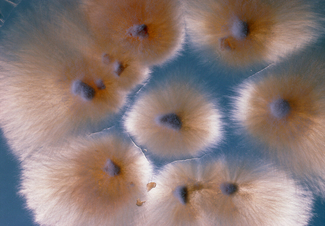 Fungus Microsporum audouini