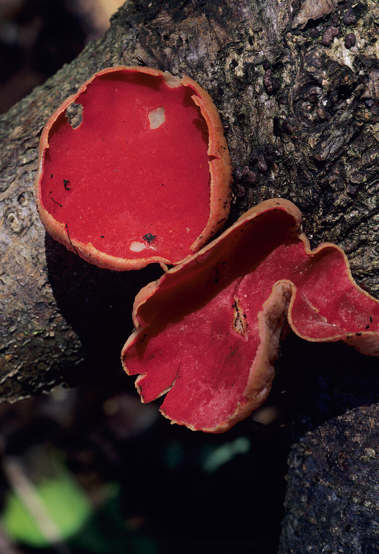 Scarlet cup mushroom