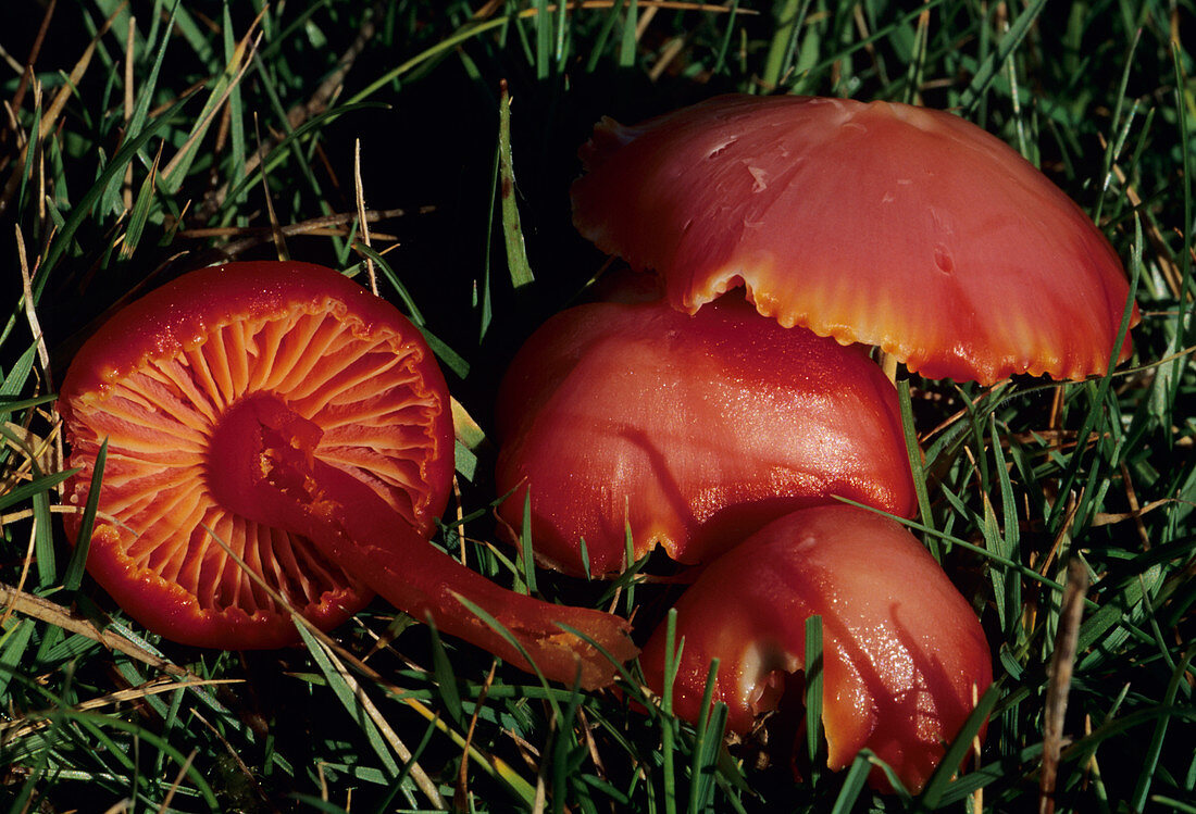 Scarlet hood mushrooms