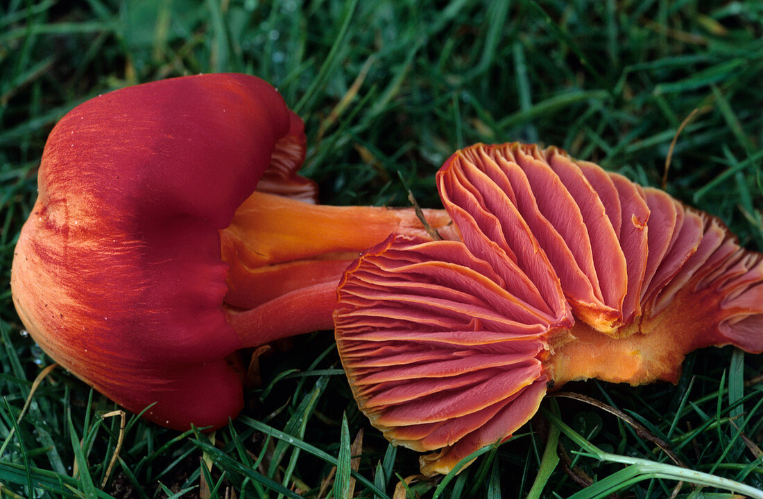 Hygrocybe mushrooms