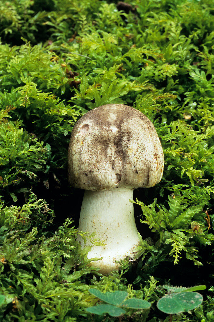 Silky grey mushroom