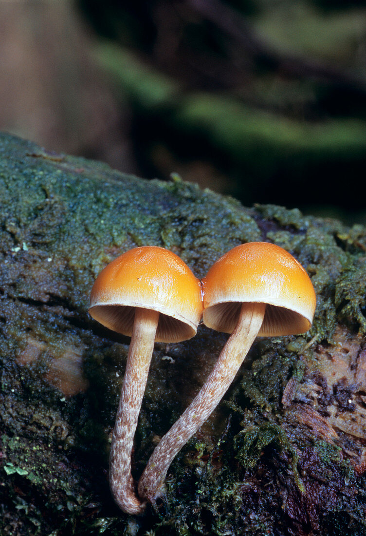 Snakeskin brownie mushrooms