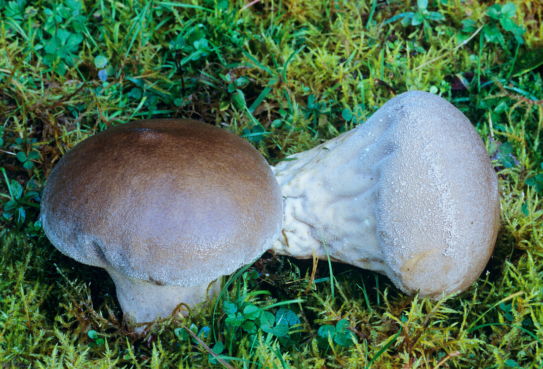 Pestle-shaped puffball fungus