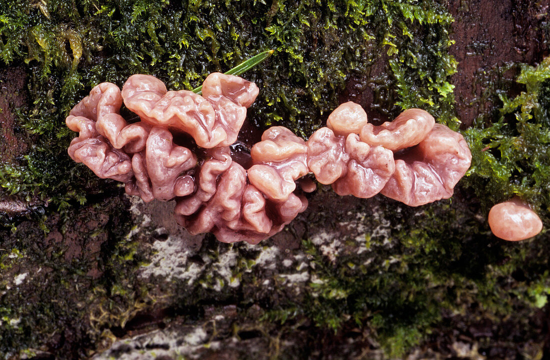 Gelatinous fungi