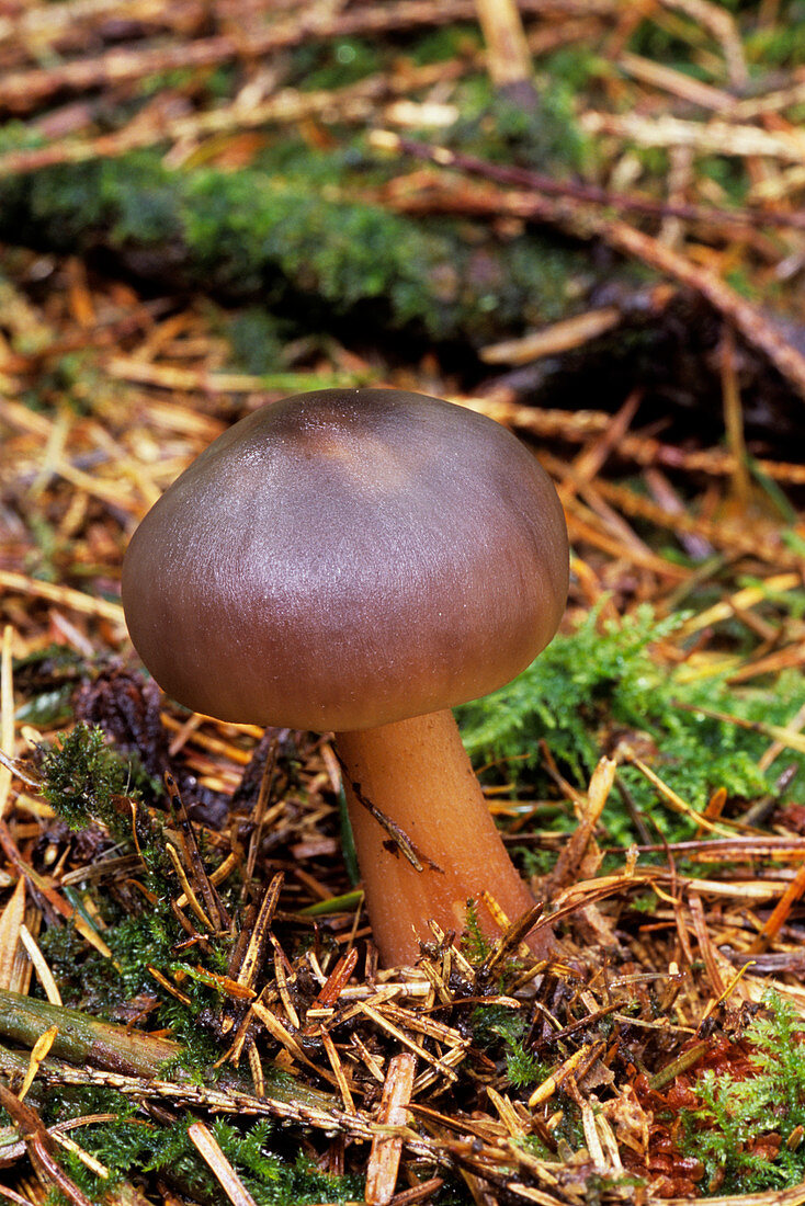 Greasy tough-shank mushroom