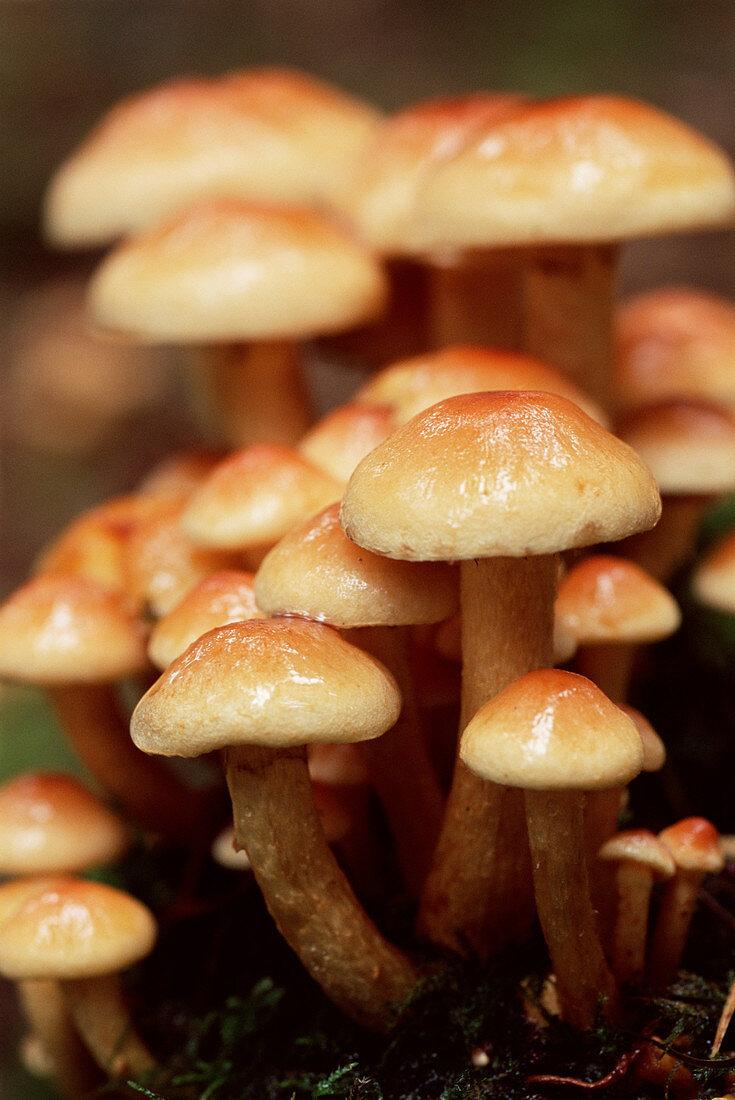 Sulphur tuft mushrooms