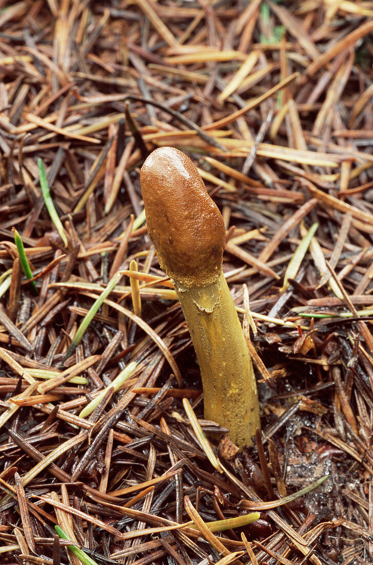Parasitic mushroom