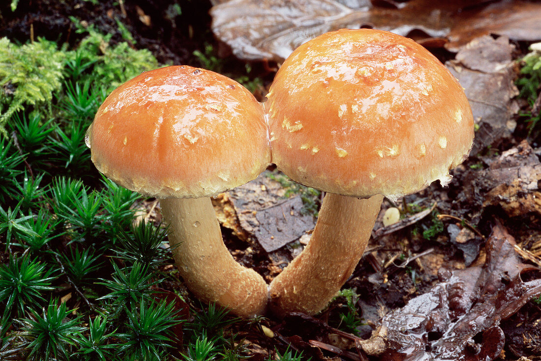 Brick cap mushrooms