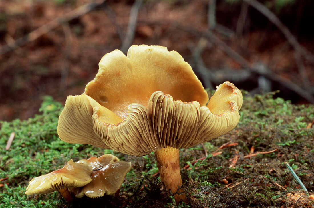 Sulphur tuft mushroom