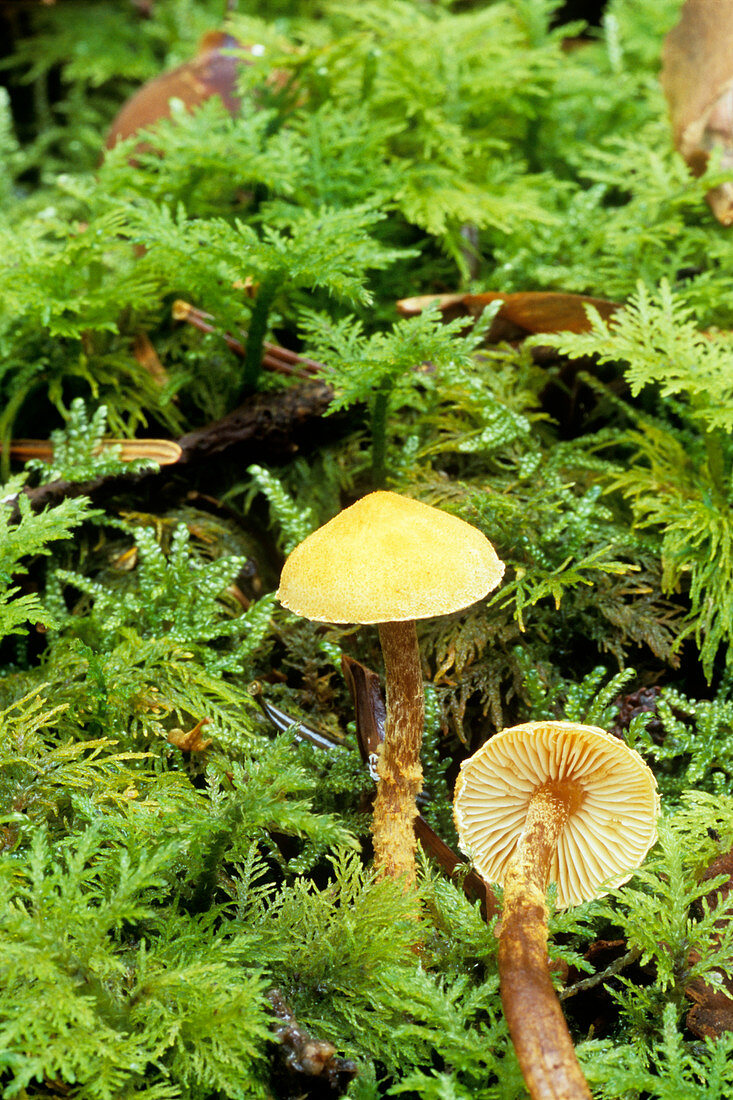 Saffron parasol fungi