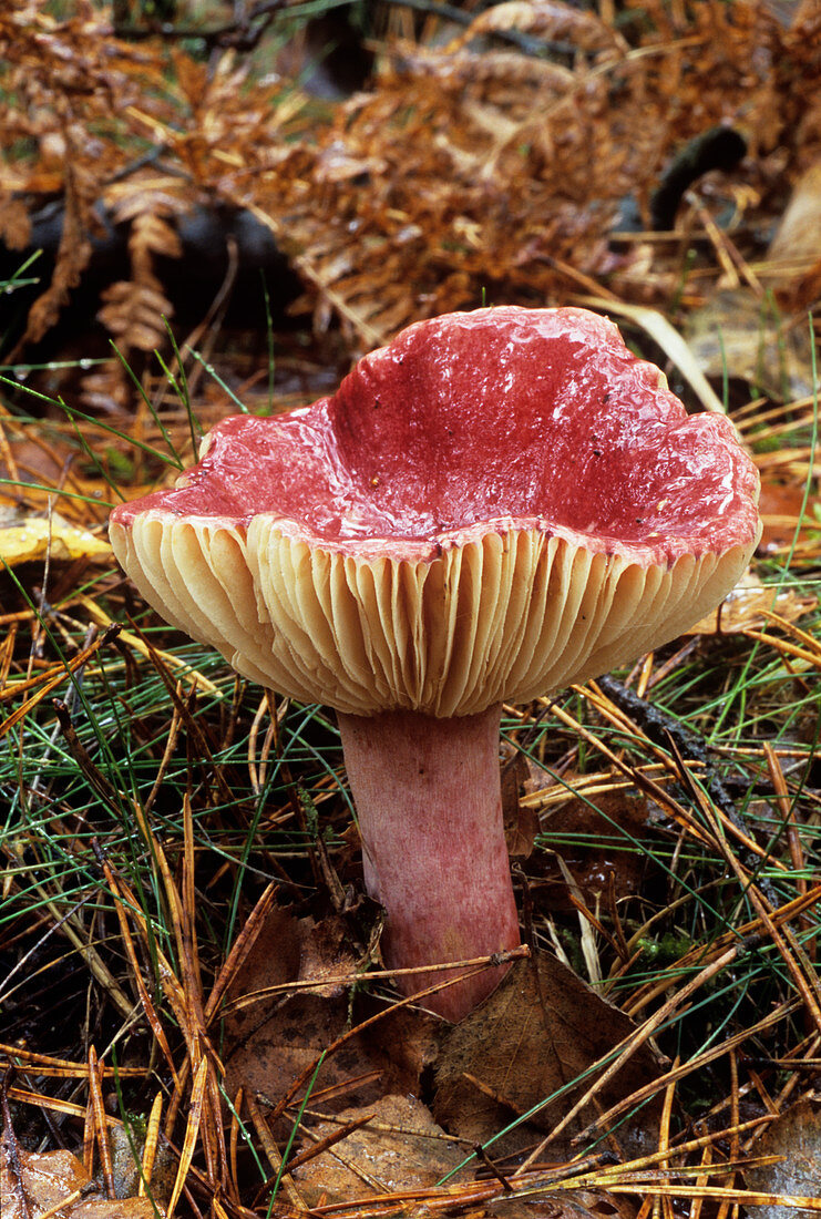 Blood-red russule fungus