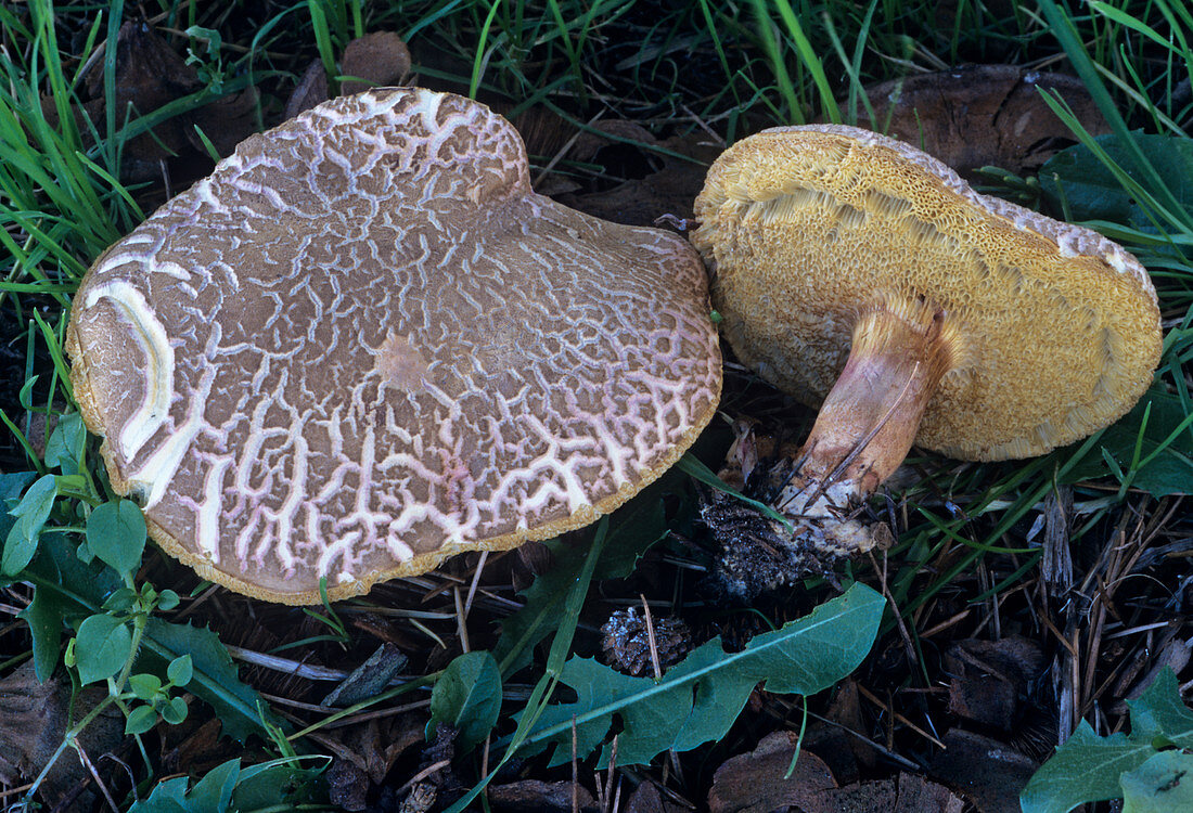 Sepia bolete fungi
