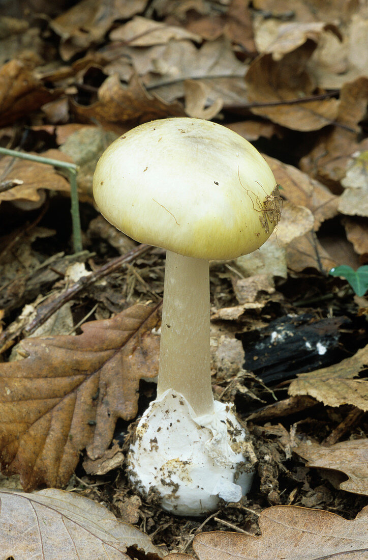 Death Cap mushroom