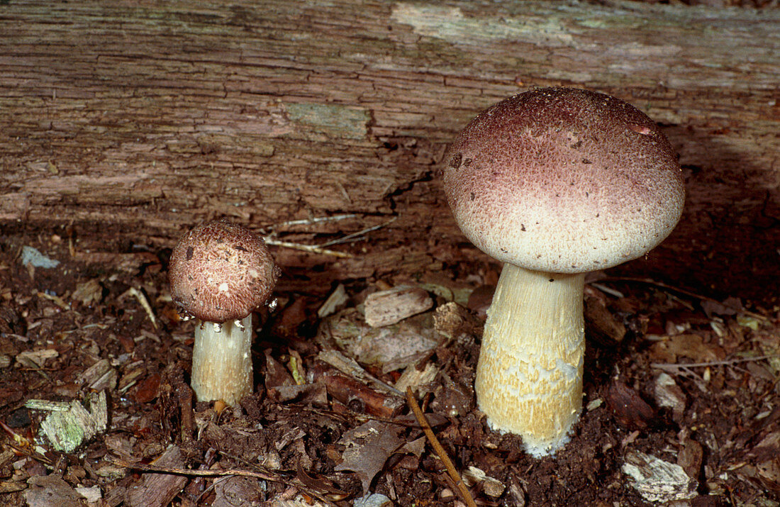 Wine-cap stropharia mushrooms