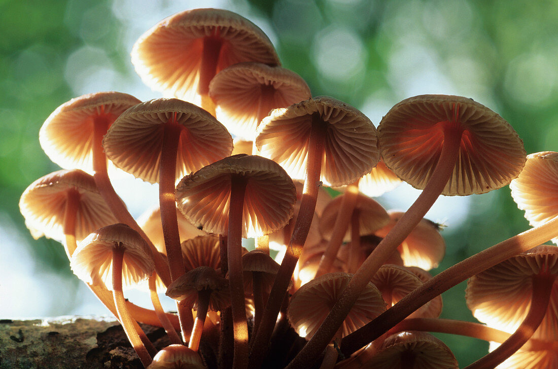 Clustered bonnet fungi