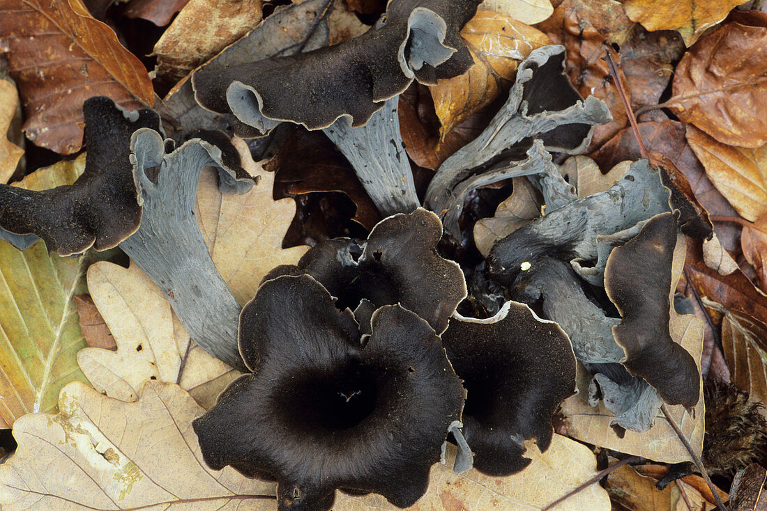 Horn of plenty fungi