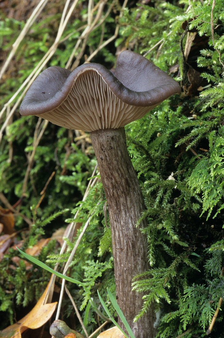Goblet fungi