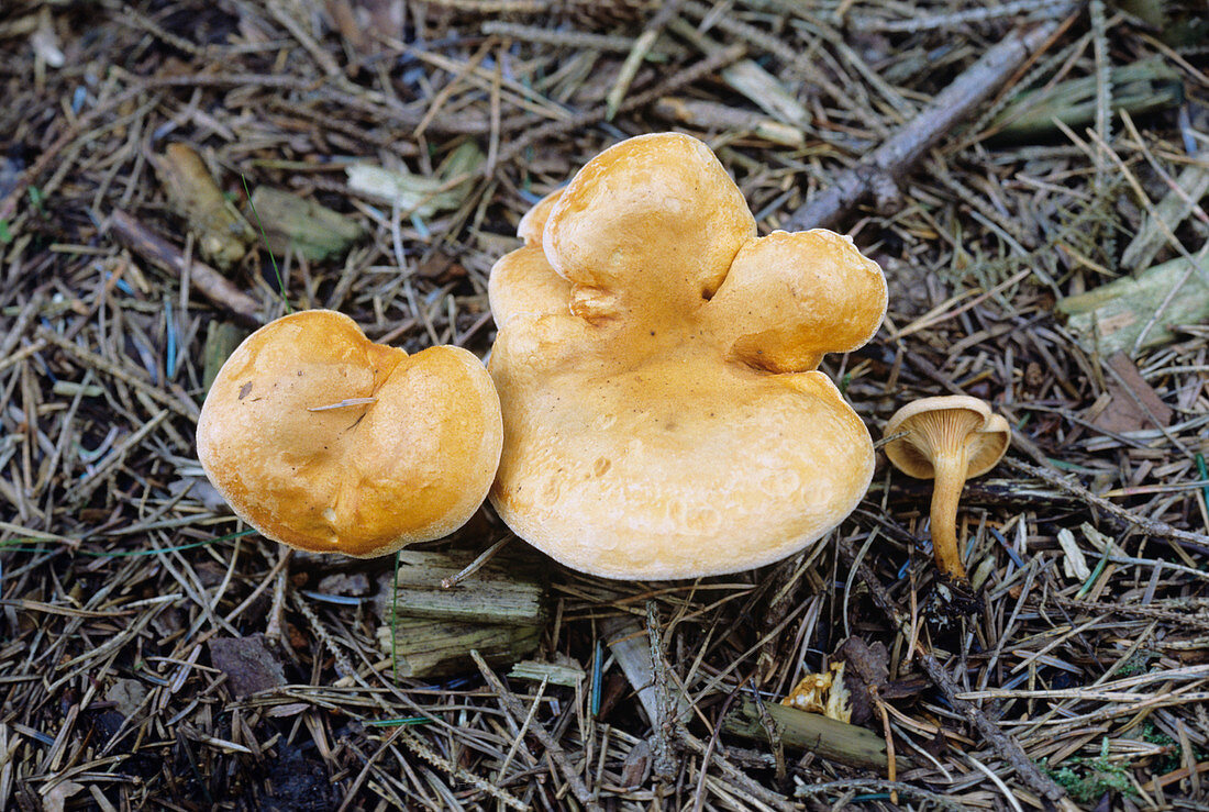 Milkcap fungi