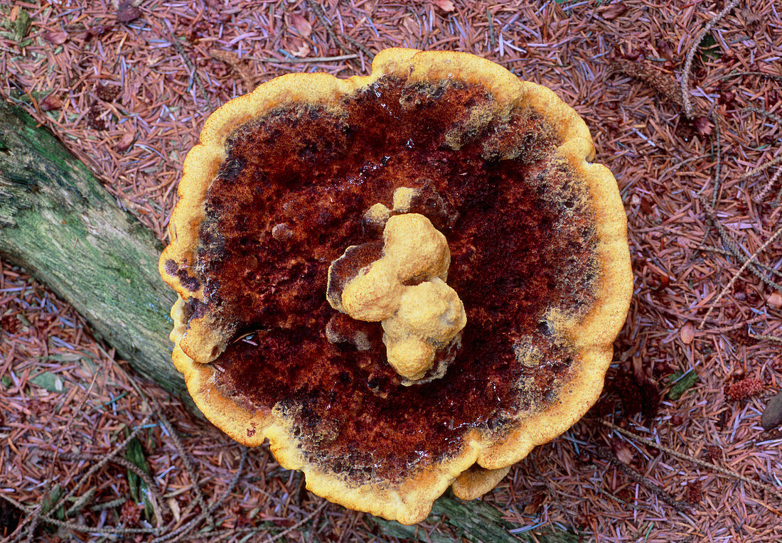 Pine-dye polypore (Phaeolus Schweinitzii)