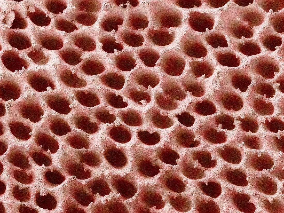Mushroom surface,SEM