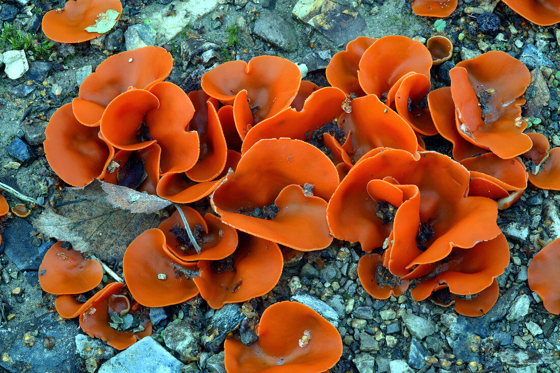 Orange peel fungi (Aleuria aurantia)
