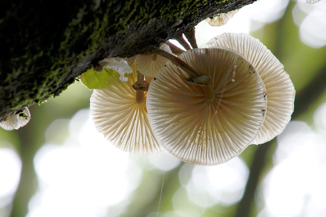 Porcelain fungi (Oudemansiella mucida)