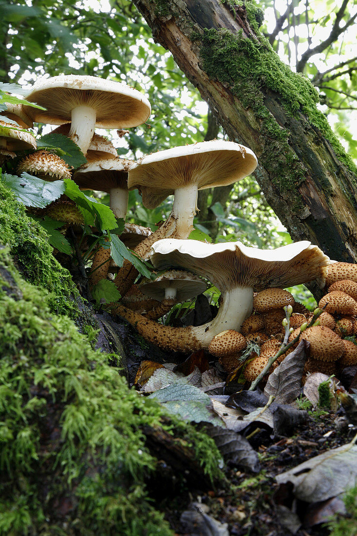 Shaggy pholiota fungi