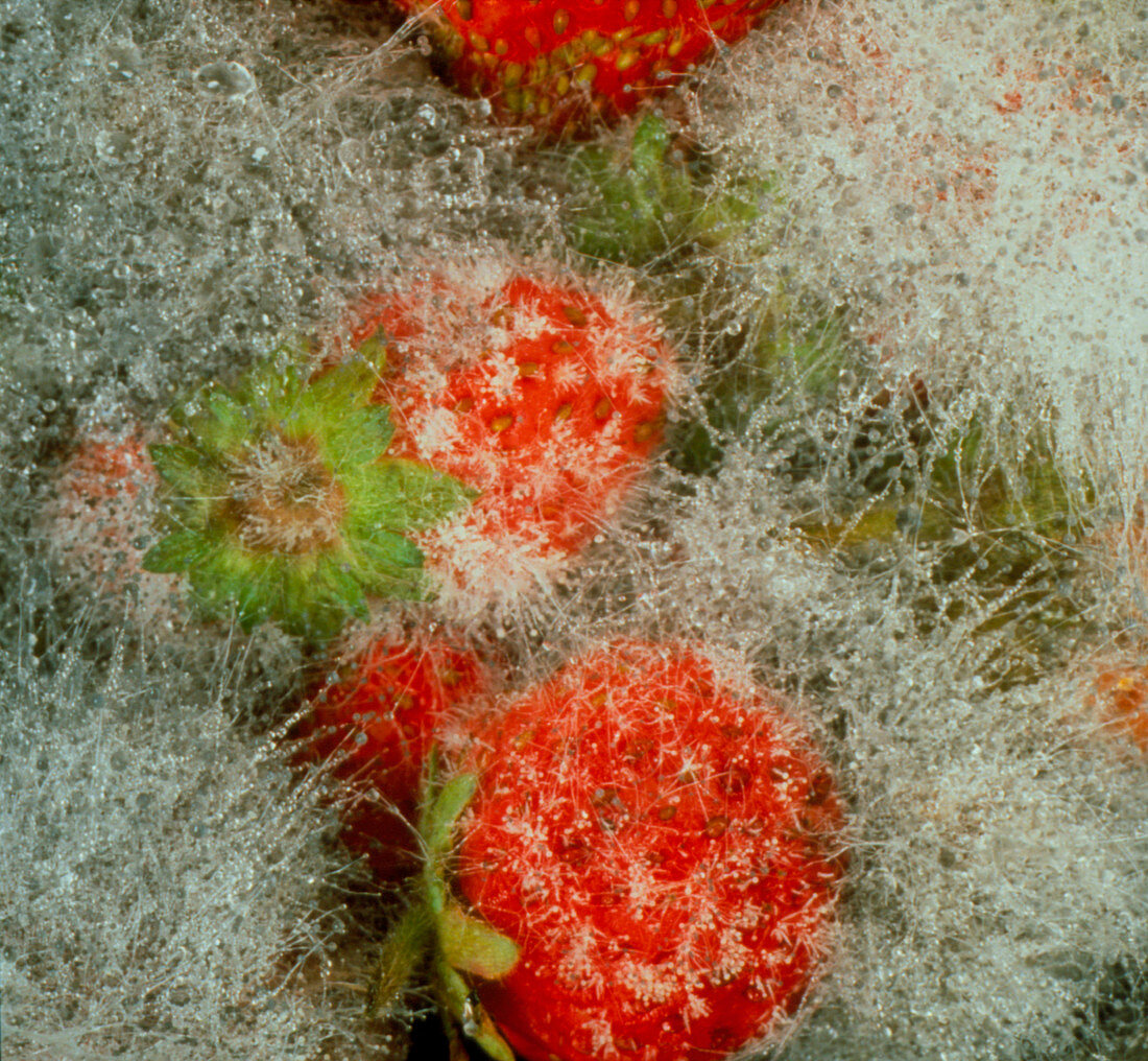 Fungus growing on strawberries