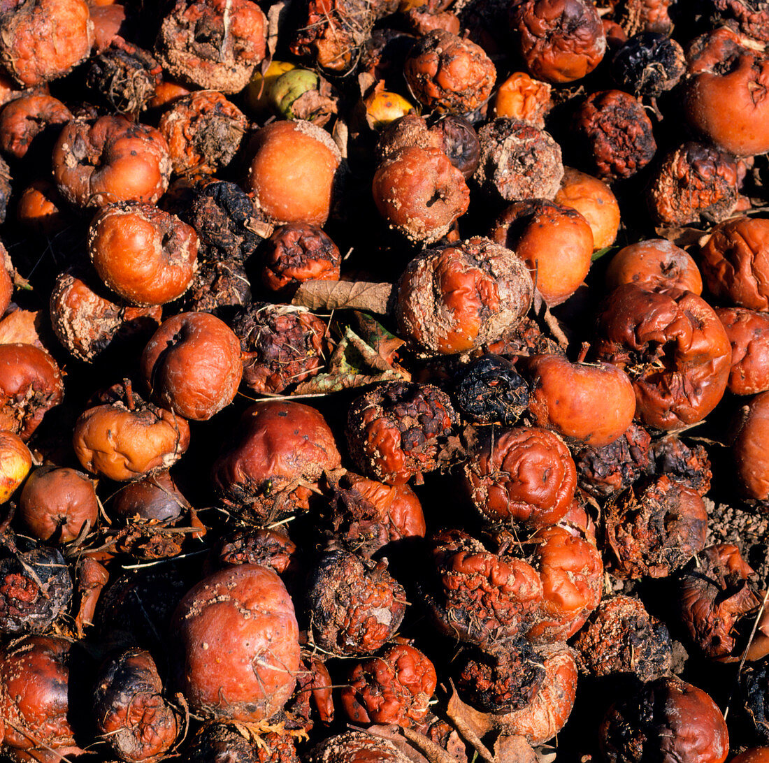 Brown rot on apples