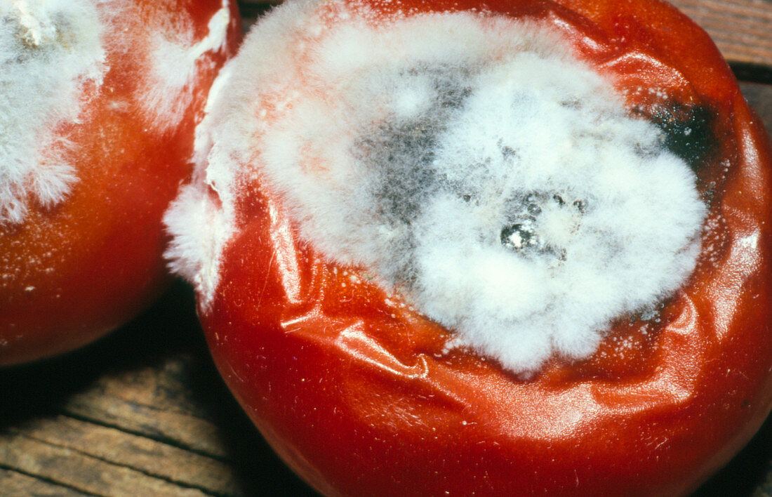 Pin mould growing on tomato
