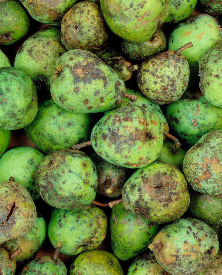 Pears affected by Venturia fungus