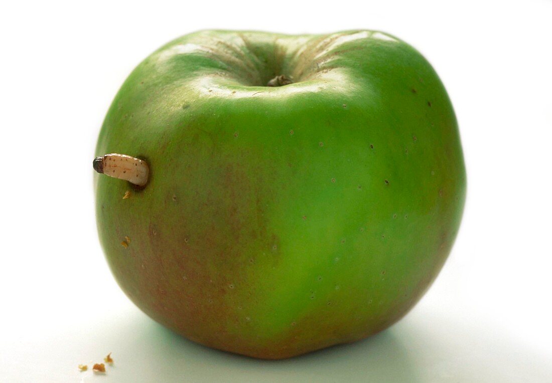 Maggot emerging from apple