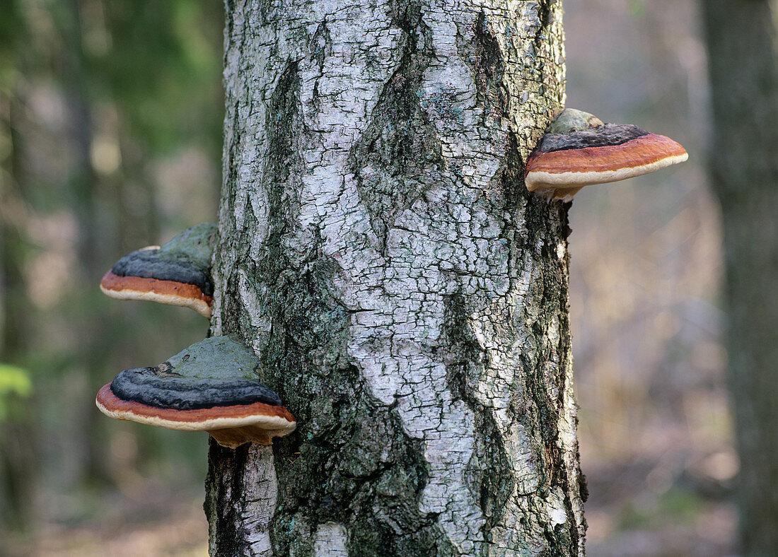 Red banded polypore (Fomitopsis pinicola)