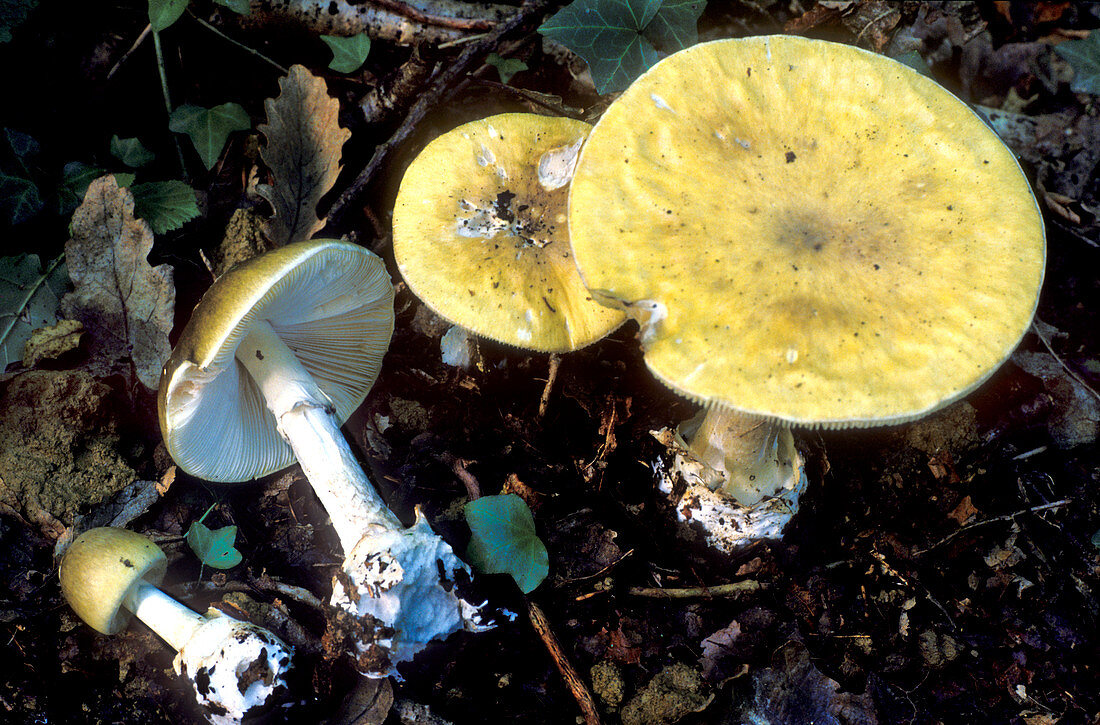Death cap fungi