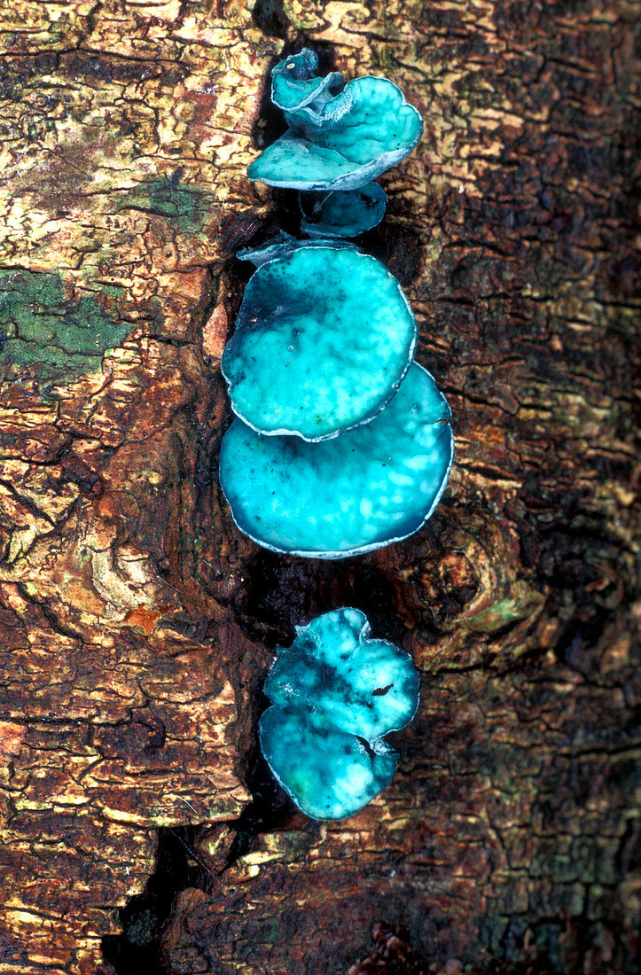 Blue stain fungi