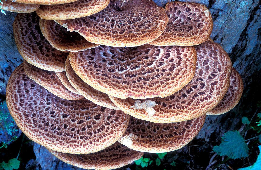 Dryad's saddle fungi