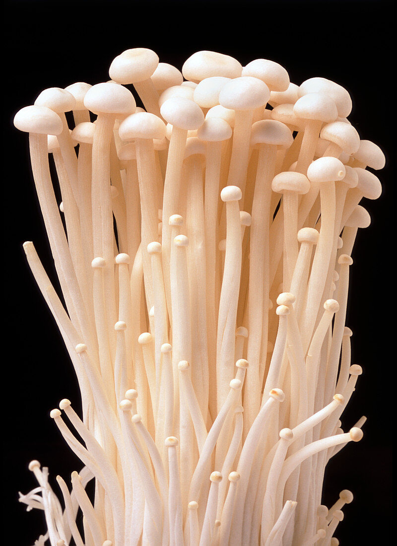 Enoki mushrooms (Flammulina velutipes)