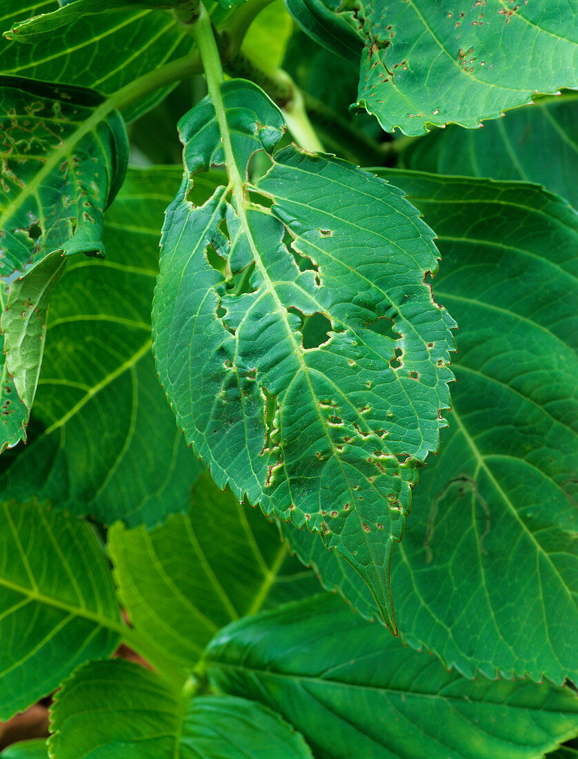 Capsid-damaged Hydrangea leaf