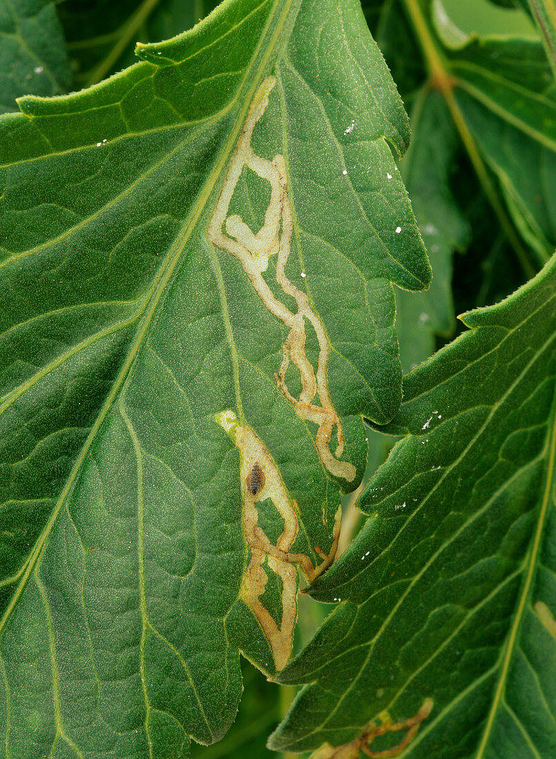 Leaf miner damage on a Dahlia leaf
