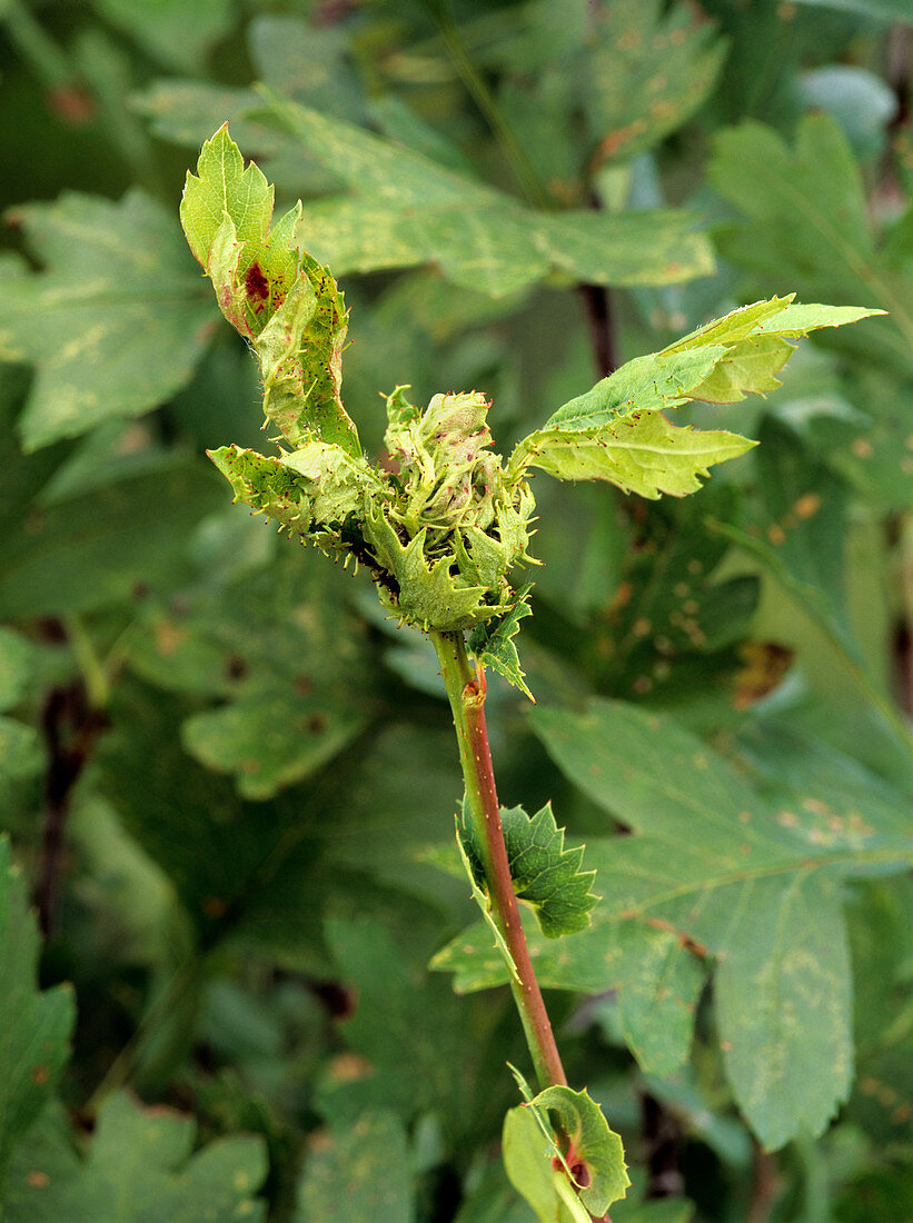 Hawthorn affected by a parasitic midge