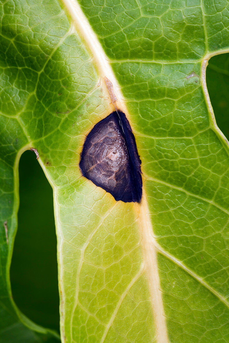 Leaf spot on Fatsia leaf