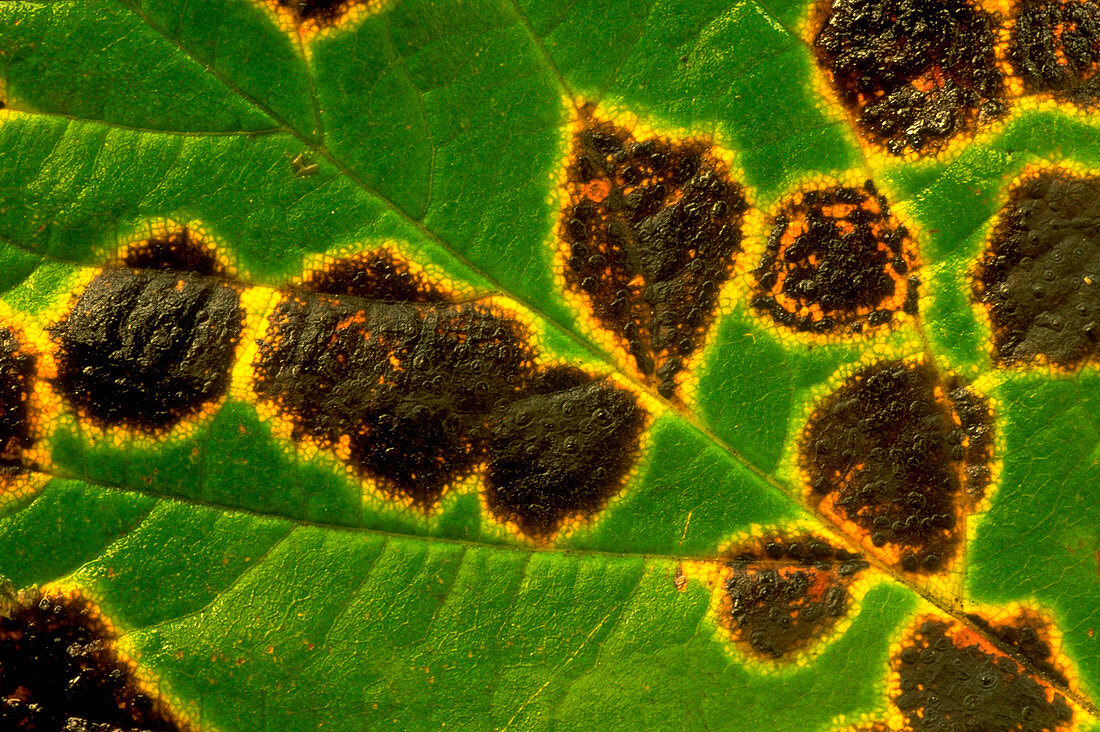 Fungus on Sycamore leaf
