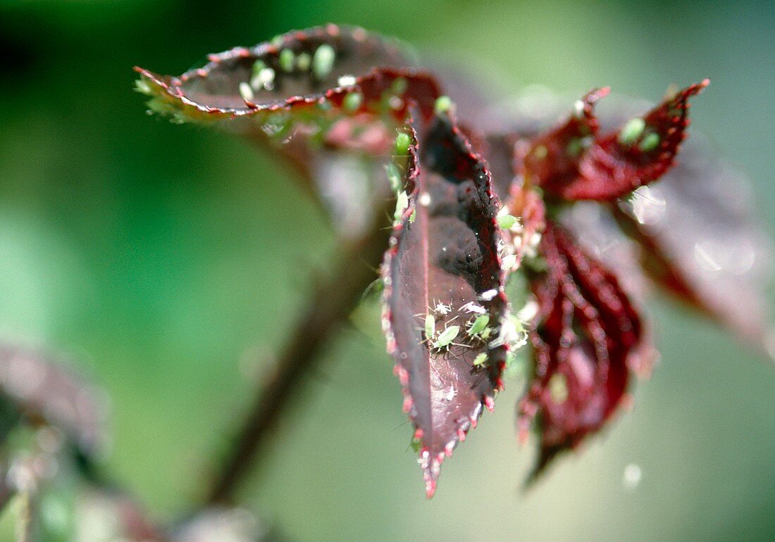 Aphids on rose leaves