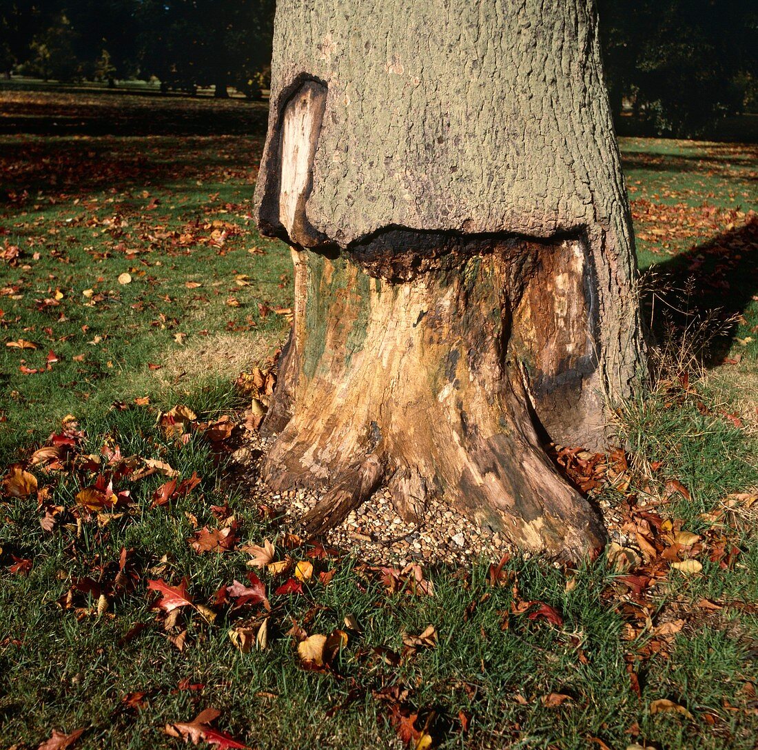 Oak trunk damaged by honey fungus