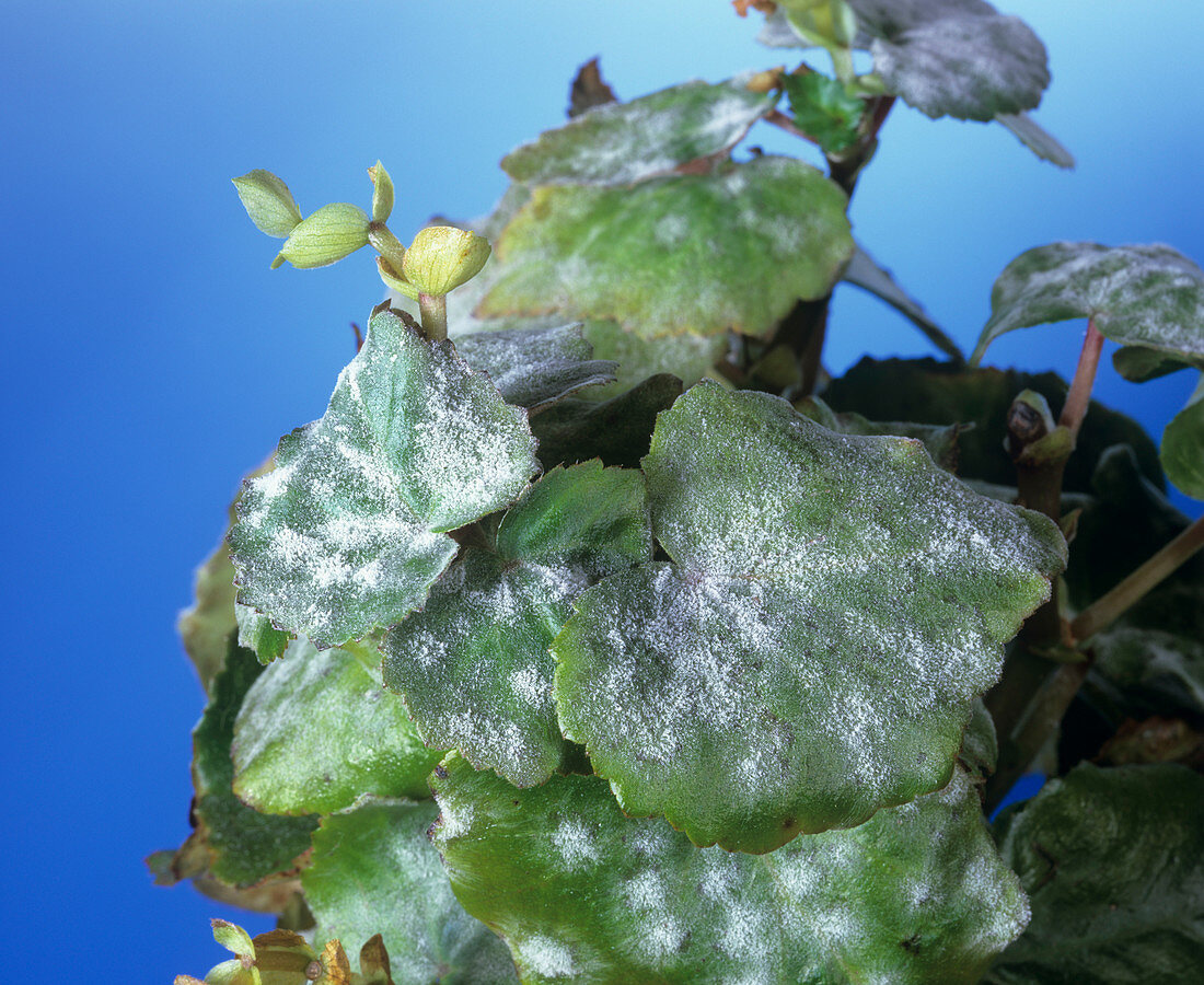 Powdery mildew