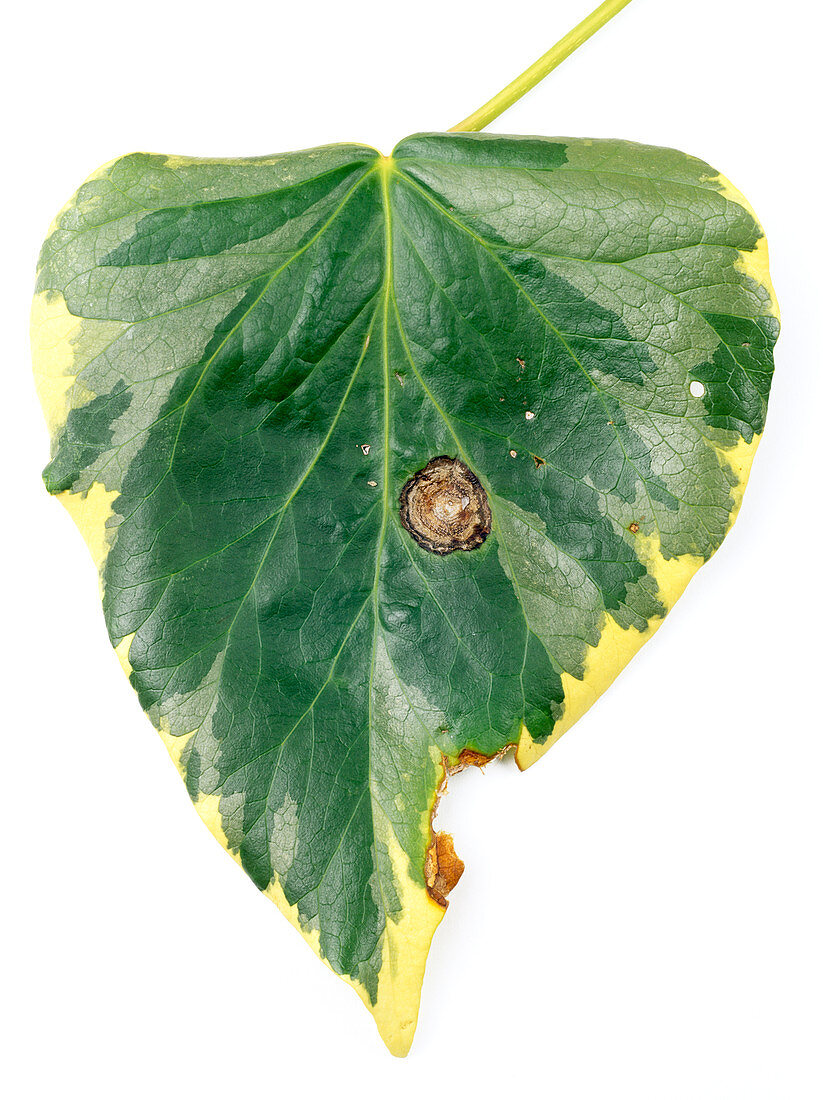Fungal leaf spot