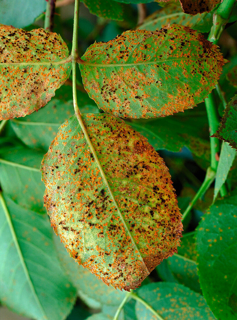 Rose rust fungus on leaves