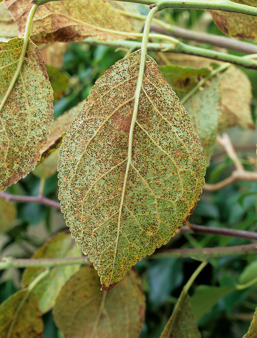 Rust fungus on plum leaf